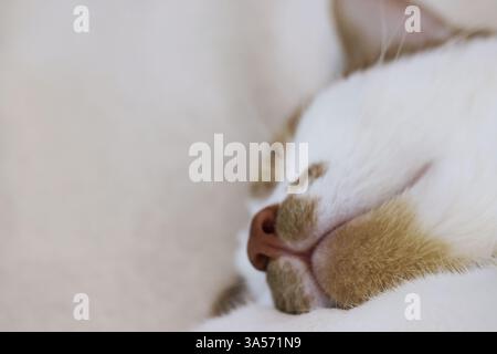 Close-up of a ginger cat's face. Sleeping cat. Stock Photo