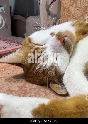 A ginger cat with white fur. Sleeping on its side. Close-up of the head. Stock Photo
