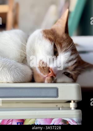 A ginger cat with white fur lies on the refrigerator. Relaxing cat. Close-up. Stock Photo