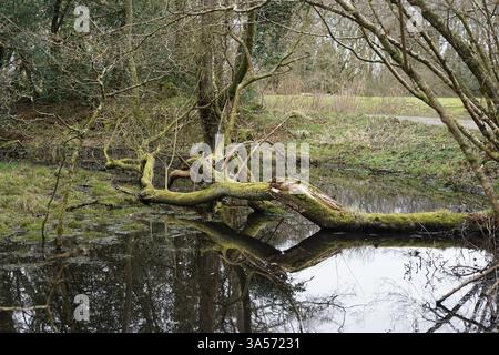 Water Reflection of tress at the Caerlaverock National Nature Reserve on the north shore of the Solway Firth, south-east of Dumfries, Scotland, UK Stock Photo