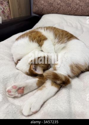 A ginger cat with white fur. Sleeping on its side. In a quirky pose. Wrapped its tail around the hind legs. Stock Photo
