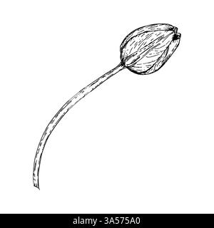 Black and white ink illustration of a closed tulip bud. A minimalist botanical element ideal for floral designs, greeting cards, wedding invitations Stock Vector