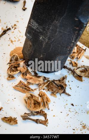 Close-up of an upright steel sledge hammer crushing a few walnut shells on a white background Stock Photo