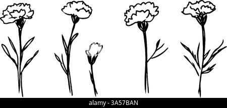 A series of four hand-drawn carnation flowers in various stages of bloom, showcasing their delicate petals and slender stems with leaves. Stock Vector