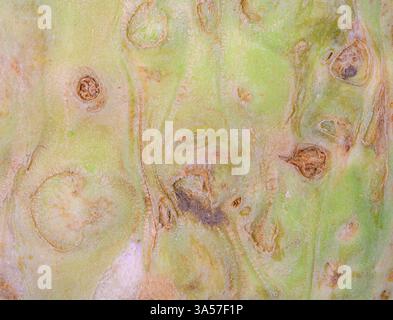 Abstract macro background of a celery root Stock Photo