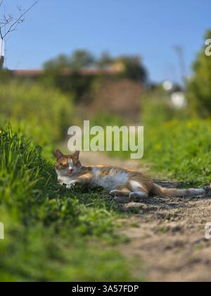 a adorabable orange cat in the green field relaxıng under a shadow a tree. Stock Photo
