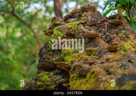 Bracket Fungus grown on dead tree bark in the forest with moss also on it. Selective focus and copy space. Stock Photo