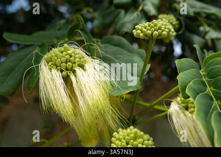 Albizia lebbeck (Indian siris) plant with expanded yellow flowers Stock Photo