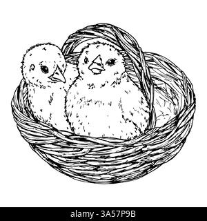 A hand-drawn ink illustration of two fluffy chicks sitting in a rustic woven basket. A perfect Easter-themed design for greeting cards, prints Stock Vector