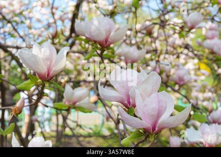 Blooming tree branch with pink Magnolia soulangeana flowers in park or garden on green background with copy space. Nature, floral, gardening, plant br Stock Photo