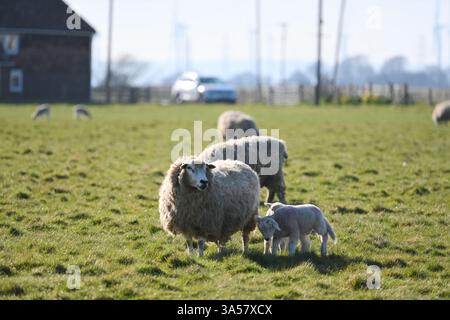 cute spring lambs with mother Stock Photo