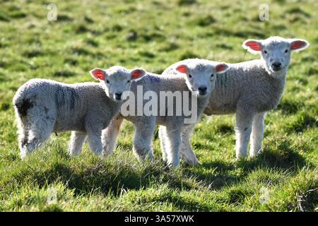 three beautiful cute spring lambs Stock Photo
