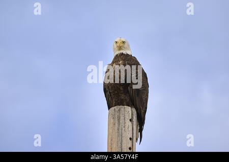 American bald eagle Stock Photo