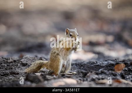 Smith's bush squirrel Stock Photo