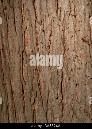 Close up of the thick, reddish brown bark of a bald cypress tree. Stock Photo