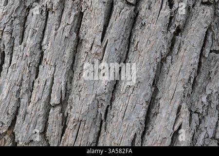 The bark of a tree is rough and has many cracks. The texture of the bark is very interesting and unique Stock Photo