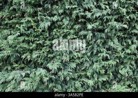 A lush green hedge with many branches and leaves, creating a dense and thick foliage. The leaves are a vibrant shade of green, and the branches are th Stock Photo