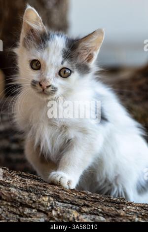 Close up portrait of cute little kitten posing to the camera, clear eyes, blur background. Stock Photo