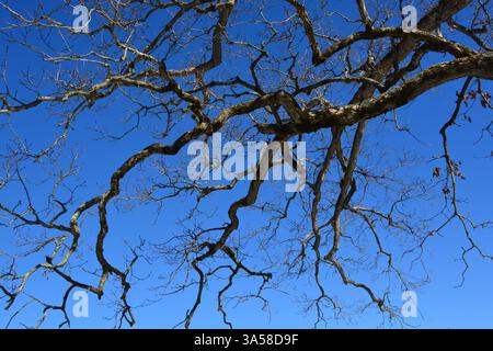 Winter Tree Branches against Blue Sky Stock Photo