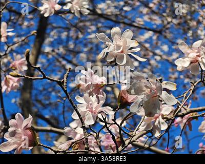 white pink magnolia blossoms under blue sky in sunny day Stock Photo