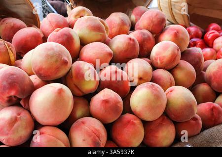 A view of several white peaches, on display at a local farmers market. Stock Photo