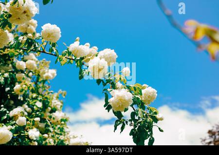 Pure white blooms of hydrangeas and roses bask under a serene azure sky, radiating gentle warmth in soft, luminous harmony. 🌸☁️ Stock Photo