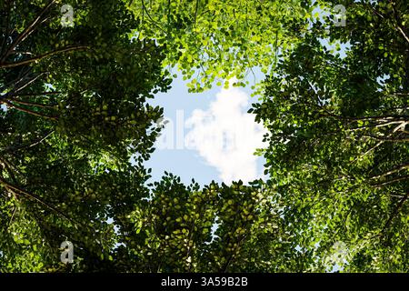 Serene view looking up through vibrant green tree branches forming a natural frame around a bright blue sky with fluffy white clouds – perfect for con Stock Photo