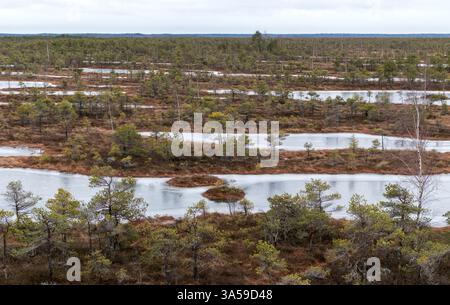 a vast marsh landscape with many small water-covered areas and conifers. Stock Photo
