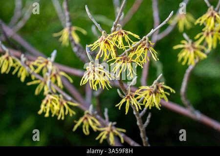 Witch hazel 'Arnold Promise' (Hamamelis × intermedia). Flowers of  witch hazel Hamamelis intermedia. Early-flowering witch hazel. Stock Photo
