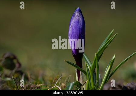 Crocus vernus - grandiflora ”Flower Record”. Velvety purple closed crocus flowers in spring on a meadow. Abstract floral background. Stock Photo