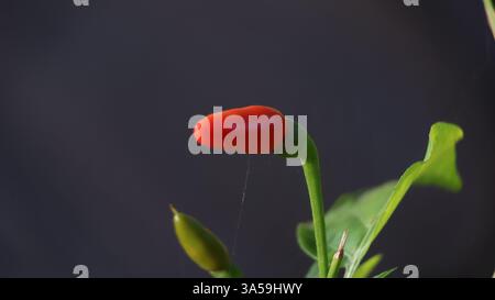 A fiery red bird's eye chilli in macro detail, showcasing its vibrant color, smooth texture, and intense spice—perfect for adding heat to any dish. Stock Photo