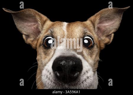 Jack-Russell-Terrier-Mongrel dog portrait Stock Photo