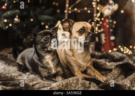 2 Chihuahua-Mongrels Stock Photo