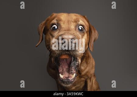 Labrador Retriever Stock Photo