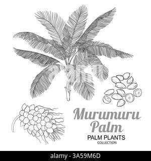 Murumuru Palm with Nuts Outline Illustration Stock Vector