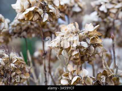 Dried Hydrangea Blossoms in Autumn Stock Photo