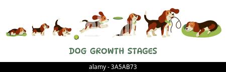 Dog growth. Cute puppy aging stages and adult dog characters, funny playful doggy, domestic animals of different ages, canine pet mascots. Vector dogs Stock Vector