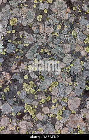 Close-up image of a rock covered with lichens of various colors and shapes, creating a natural abstract pattern. The combination of green, gray, and y Stock Photo