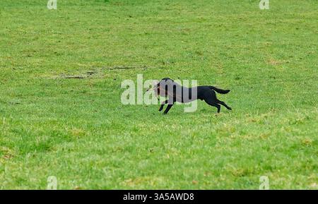 Working Labrador picking up & returning to it's owner Stock Photo