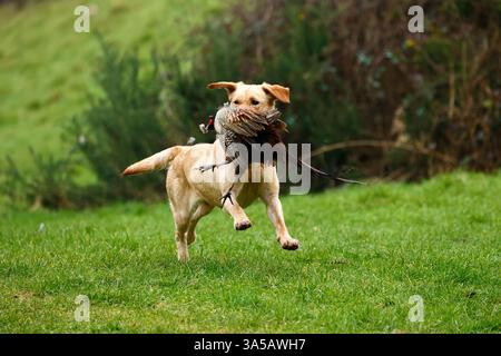 Working Labrador picking up & returning to it's owner Stock Photo