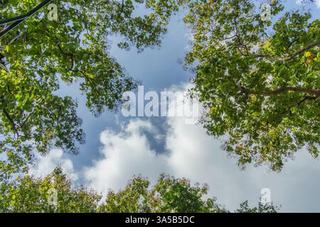 Below of lush green tree branches framing bright blue sky and soft white cloud in sunny day Stock Photo