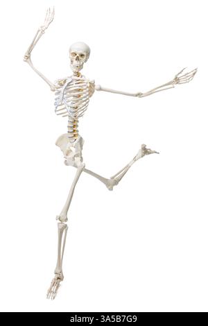 Artificial human skeleton model isolated on white Stock Photo - Alamy