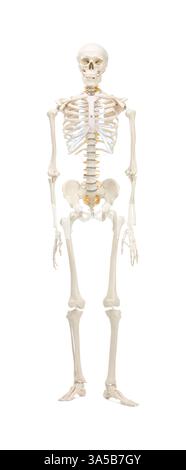 Artificial human skeleton model isolated on white Stock Photo - Alamy