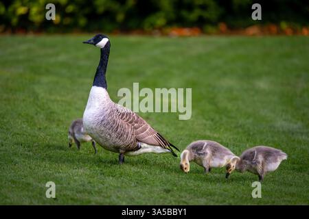 Canada goose family with one adult bird and three goslings standing on grass. Canada geese (Branta canadensis) in Kent, UK. Stock Photo