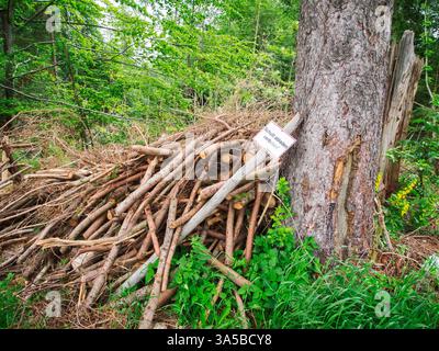 Trimmed and stacked undergrowth after a forest clearance in Allgäu, Bavaria. Stock Photo