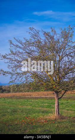 9x16 apple tree in field mountain landscape with fallen apples on the ground Stock Photo