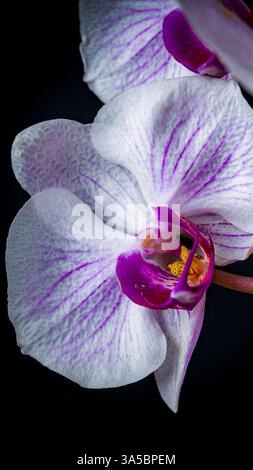 orchid flower purple pink white studio lights rich details isolated on black background Stock Photo