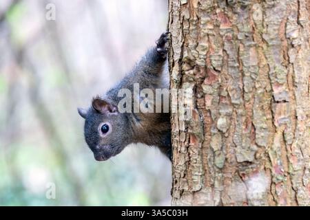 Eastern grey squirrel (Sciurus carolinensis) black morph - Beacon Hill Park, Victoria, Vancouver Island, British Columbia, Canada Stock Photo