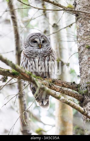 Barred owl (Strix varia) - Swan Lake Christmas Hill Nature Sanctuary - Victoria, Vancouver Island, British Columbia, Canada Stock Photo