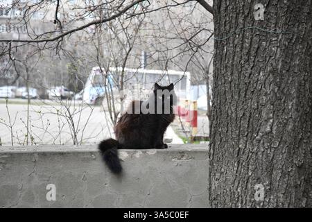 Portrait of a black cat peeking out from under a blanket during a cold snap. Stock Photo